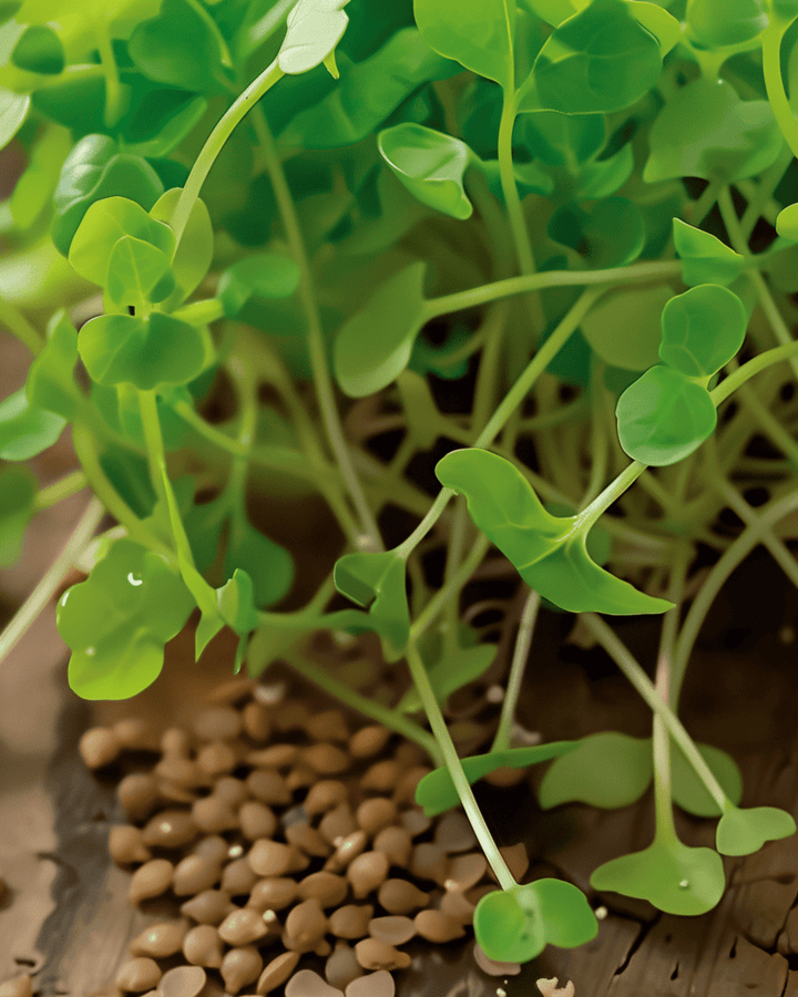 Rucola kiemzaden (Eruca sativa) – biologische eenjarige kiemzaden