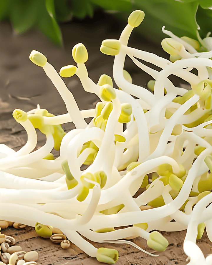 Mungboon kiemen zaden (Vigna radiata) – biologische eenjarige kiemzaden
