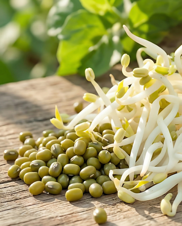 Mungboon kiemen (Vigna radiata) – biologische eenjarige kiemzaden van SeedsChoice