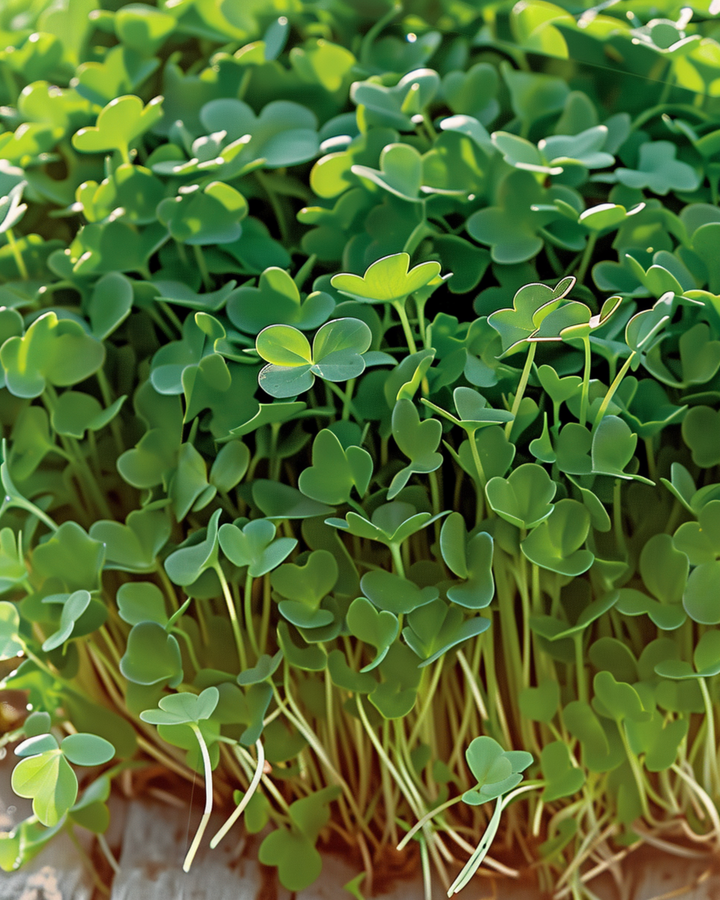 Tuinkers Sprouting zaden (Lepidium sativum) – biologische eenjarige kiemzaden
