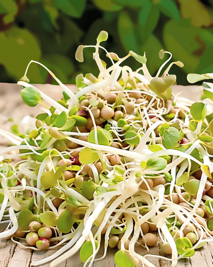 Salad Mix Sprouting zaden (Lactuca sativa) – biologische eenjarige kiemzaden