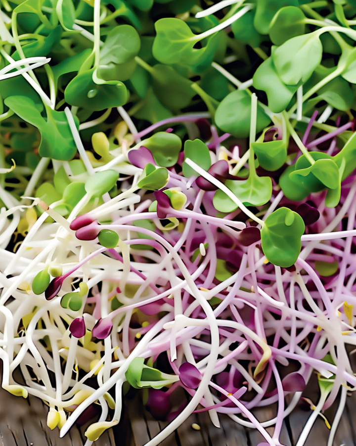 Spicy Sprouting Mix zaden (Lactuca sativa) – biologische eenjarige kiemzaden