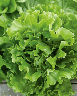 Andijviezaden Cichorium Endivia eenjarig Batavian Green 2