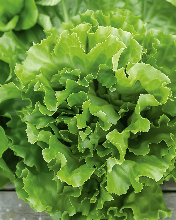 Andijvie Batavian Green 2 zaden (Cichorium endivia) – eenjarige groente