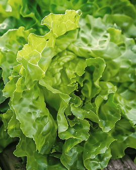 Slazaden Neckarreuzen Summer Diamond Lactuca Sativa eenjarig gepilleerd