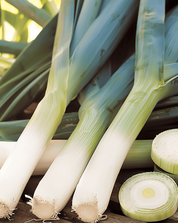 Prei Farinto Pelleted Winter zaden (Allium porrum) – eenjarig groente