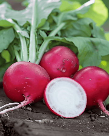 Radijs Saxa 2 Pelleted zaden (Raphanus sativus) – eenjarige groente