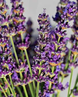 Lavendel zaden Lavandula Angustifolia vaste plant kruid geurig