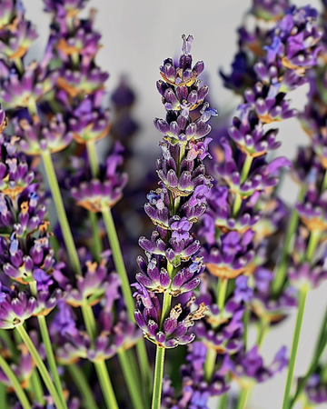 Lavendelzaden (Lavandula angustifolia) – meerjarig kruid