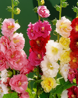 Stokrooszaden Alcea Rosea Doppia Multicolor meerjarige mix