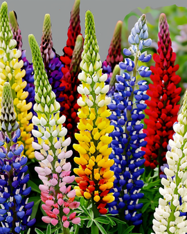 Lupinezaden Lupinus Hartwegii meerkleurig vaste plant mix 120cm