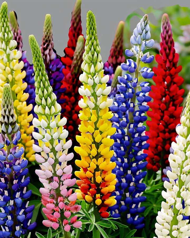 Lupine Multicolor 120cm zaden (Lupinus hartwegii) – meerjarig mengsel
