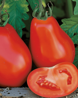 Tomatenzaden Scatolone Solanum Lycopersicum Roma-type groente
