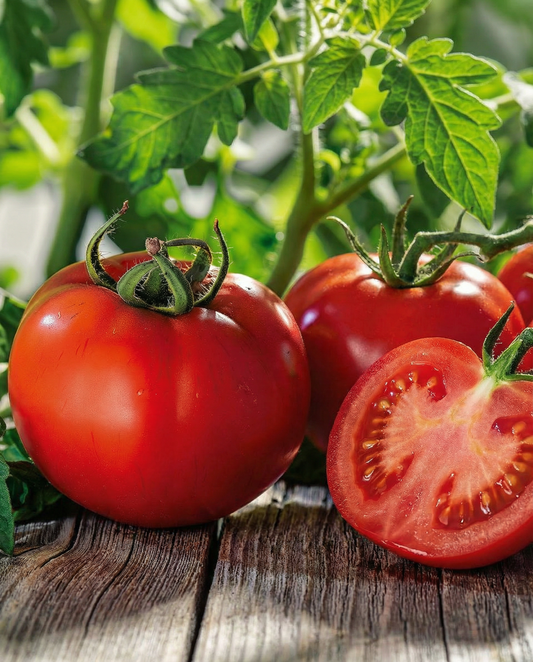 Tomaat Marglobe (Solanum lycopersicum) – groentezaden van SeedsChoice