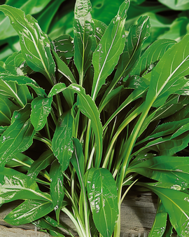 Hertshoornweegbree zaden Plantago Coronopus kruid