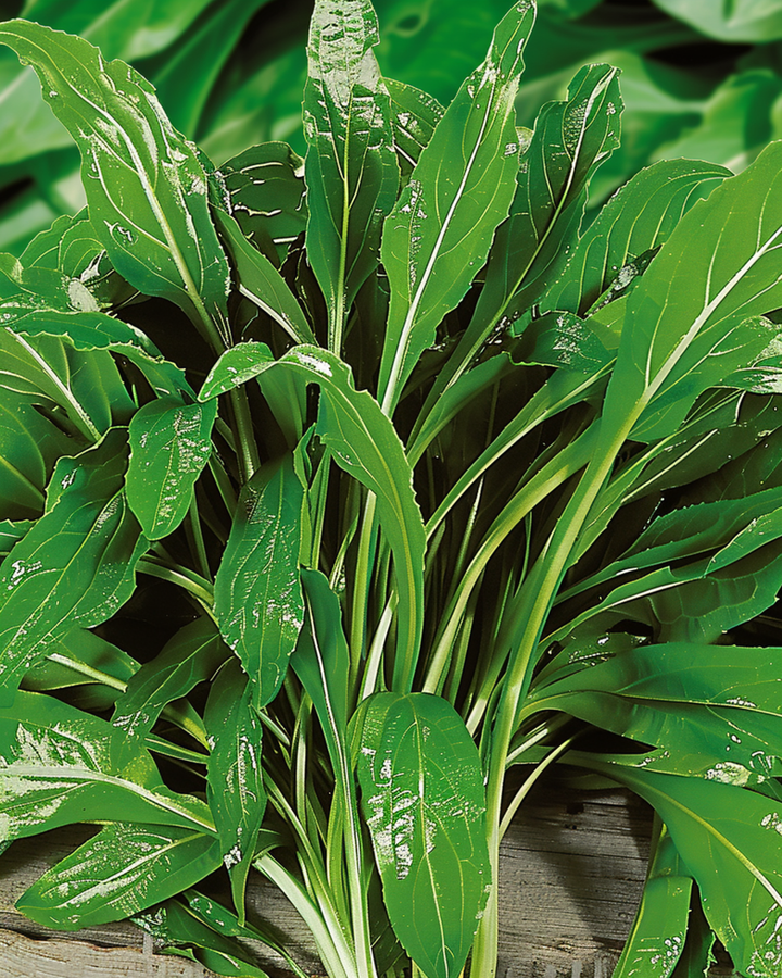 Hertshoornweegbree zaden (Plantago coronopus) – kruiden