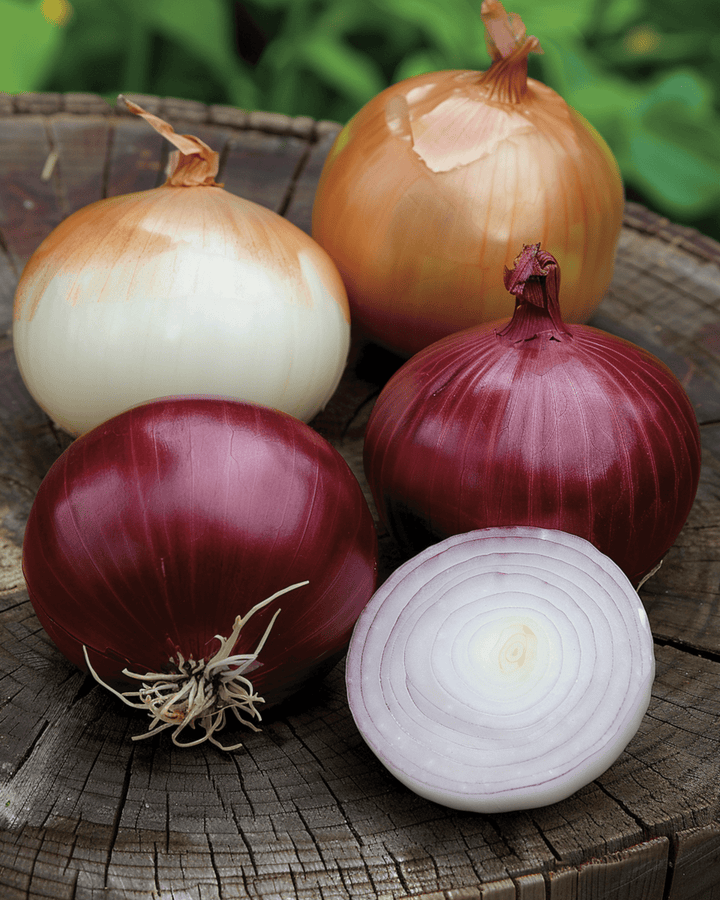 Ui Mix Tris Di Cipolle zaden (Allium cepa) – tweejarige groente