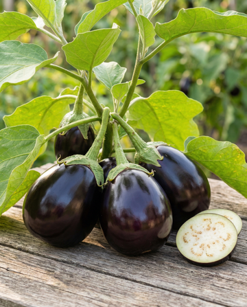 Aubergine Black Beauty (Solanum melongena) – groentezaden van SeedsChoice