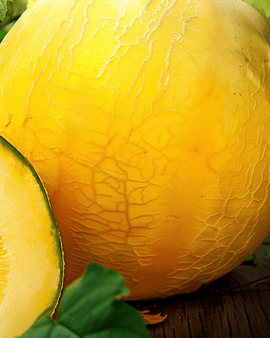 Gele wintermeloenzaden Cucumis Melo eenjarig ras Giallo Inverno