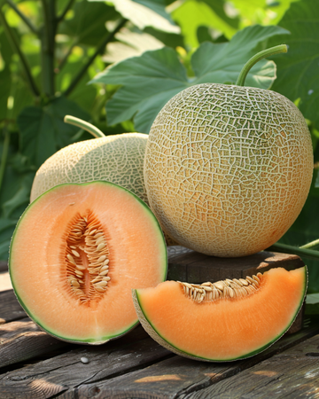 Klimmeloen Rampicante Zuccherino zaden (Cucumis melo) – eenjarige klimplant