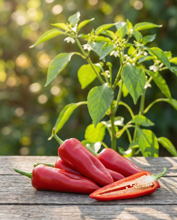 Zoete Italiaanse Peper Early (Capsicum annuum) – groentezaden van SeedsChoice