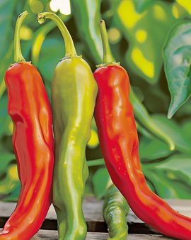 Paprikazaden Dolce di Bergamo Capsicum Annuum eenjarig