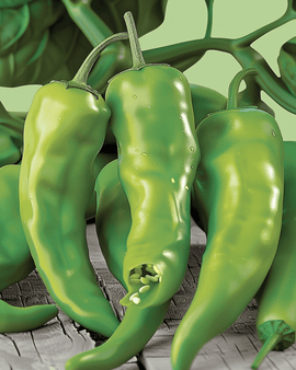 Friggitello-paprikazaden Capsicum Annuum vroeg ras