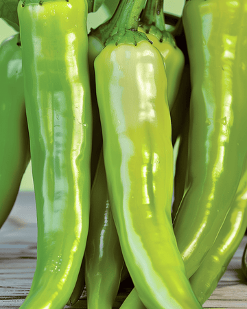 Peper Lombardo zaden (Capsicum annuum) – groente