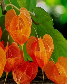 Lampionplantzaden Physalis Franchetii meerjarige bloem