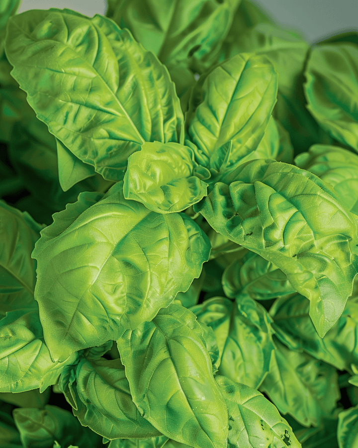 Basil A Foglie Di Lattuga zaden (Ocimum basilicum) – eenjarig kruid