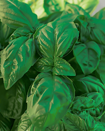 Basil Bolloso Napoletano zaden (Ocimum basilicum) – eenjarig kruid