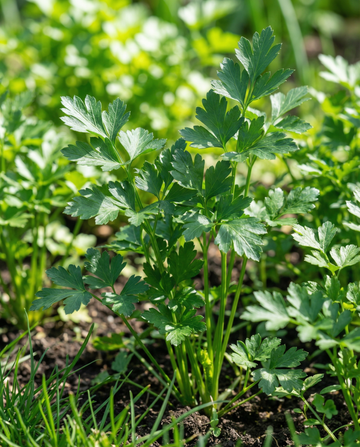 Peterselie Giant Of Naples (Petroselinum crispum) – tweejarig kruid zaden van SeedsChoice