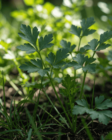 Peterselie (Petroselinum crispum) – tweejarige kruidenzaden van SeedsChoice