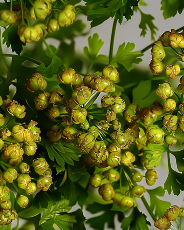 Korianderzaden (Coriandrum sativum) – eenjarig kruid