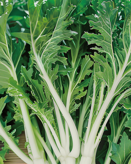 Mizunazaden Brassica Rapa bladgroente
