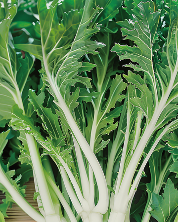 Mizuna Leafy zaden (Brassica rapa) – groente