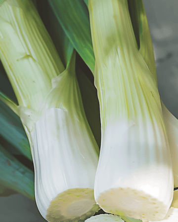Prei Winter Tornado zaden (Allium porrum) – groente