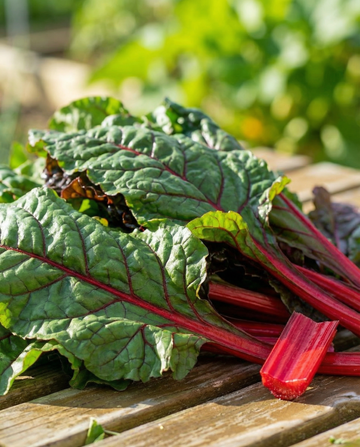 Rhubarb Chard Early Red Stems (Beta vulgaris) – groentezaden van SeedsChoice