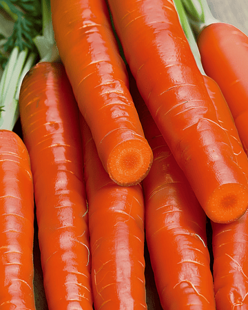 Wortel Nantes 2 zaden (Daucus carota) – eenjarige groente