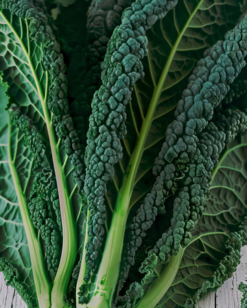 Boerenkool Nero Di Toscana zaden (Brassica oleracea) – eenjarige groente