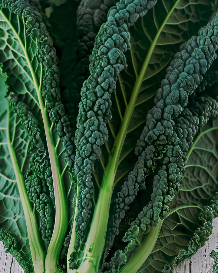 Boerenkool Nero Di Toscana zaden (Brassica oleracea) – eenjarige groente