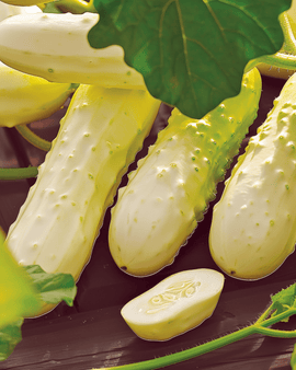 Komkommerzaden White Wonder Cucumis Sativus eenjarig ras