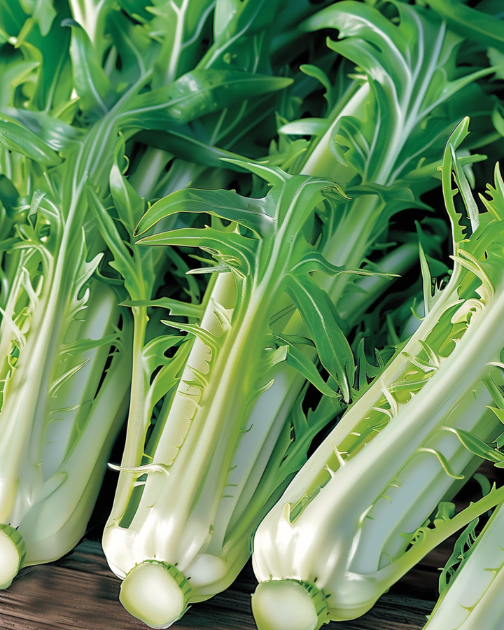 Bladcichorei Puntarelle Brindisina Catalogna zaden (Cichorium intybus) – eenjarige groente