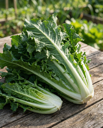 Cichorei Barba Di Cappuccino (Cichorium intybus) – eenjarige groentezaden van SeedsChoice