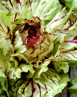Castelfranco-radicchiozaden Cichorium Intybus Variegata laat ras
