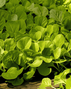 Bladcichoreizaden Zuccherina di Trieste Cichorium Intybus eenjarig