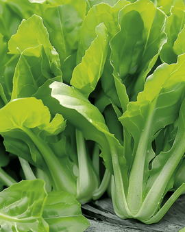 Cichoreizaden Cichorium Intybus eenjarig knip-en-kom-weer ras