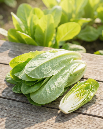 Witlof Cut And Come Again (Cichorium intybus) – eenjarige groentezaden van SeedsChoice