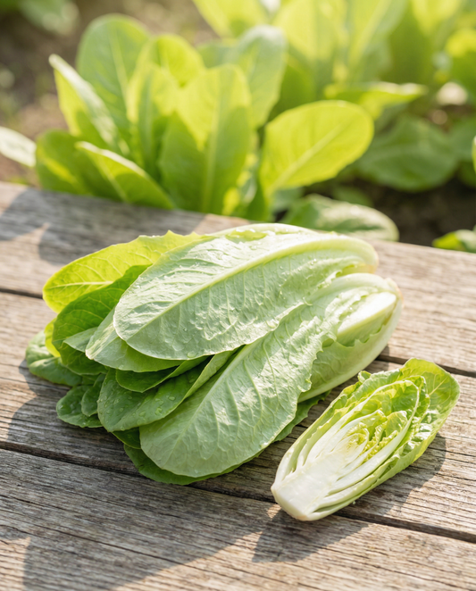 Witlof Cut And Come Again (Cichorium intybus) – eenjarige groentezaden van SeedsChoice