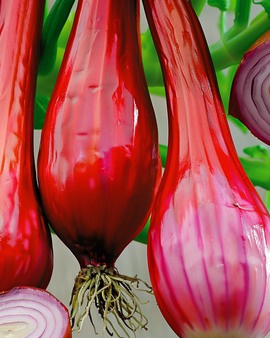 Uizaden lange rode van Florence Allium Cepa eenjarig